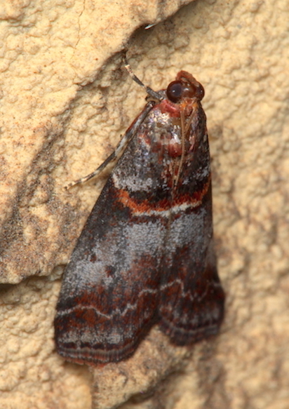 Pyralidae - Acrobasis advenella